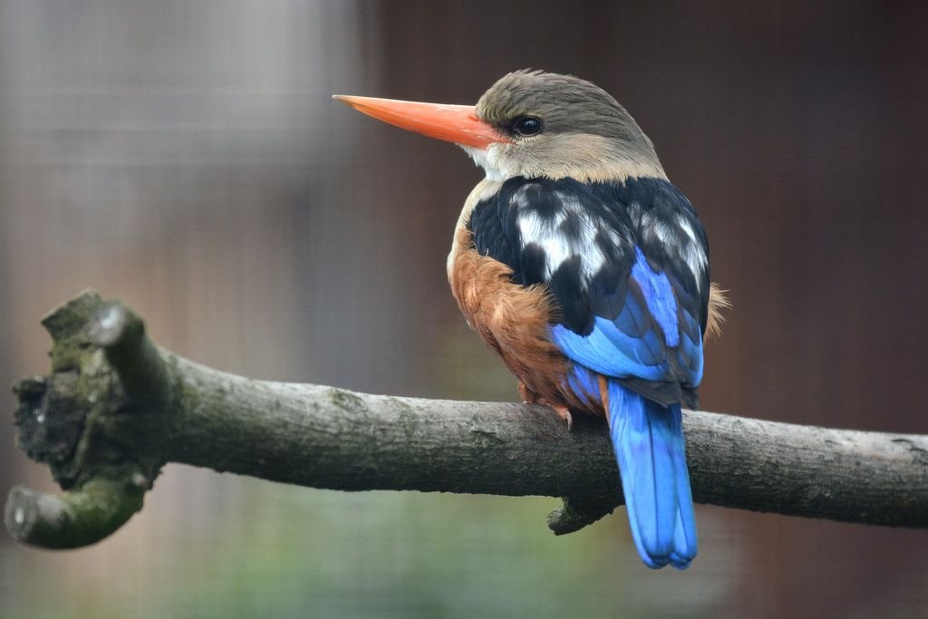 Grey-headed Kingfisher